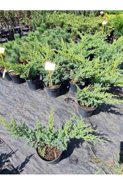 Ялівець лускатий Блю Свід / Ханнеторп  - 3л/вис.20-30см/Ø30-40см